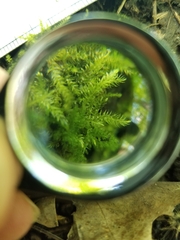 Hygroamblystegium