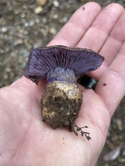 Cortinarius subolivascens