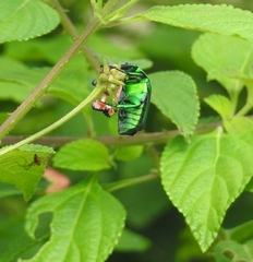 Heterorrhina elegans
