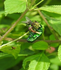 Heterorrhina elegans
