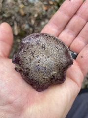 Cortinarius subolivascens