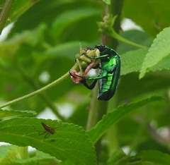 Heterorrhina elegans