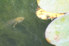Pelophylax perezi