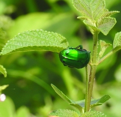 Heterorrhina elegans