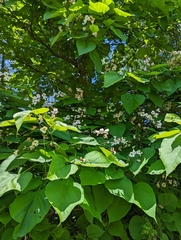 Catalpa