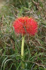 Scadoxus multiflorus multiflorus