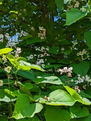 Catalpa
