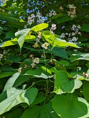 Catalpa