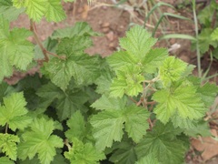 Rubus deliciosus