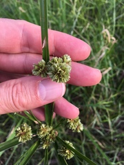 Cyperus entrerianus