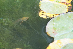 Pelophylax perezi