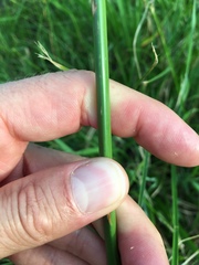 Cyperus entrerianus