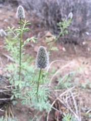 Dalea ornata