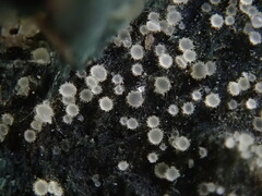 Strossmayeria basitricha