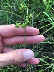 Cyperus surinamensis