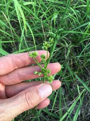 Cyperus surinamensis