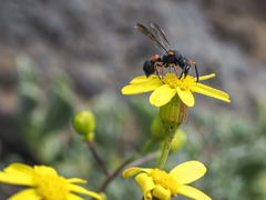 Leptochilus cruentatus