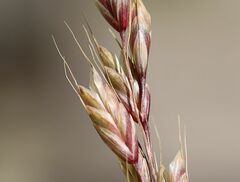 Bromus racemosus