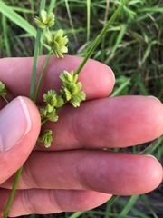 Cyperus surinamensis