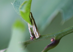 Crambus saltuellus