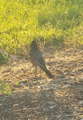 Turdus migratorius