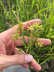 Cyperus ochraceus