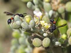 Leptochilus cruentatus