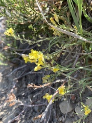 Erysimum inconspicuum