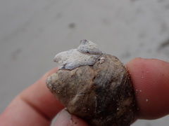 Crepidula adunca