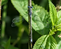 Lestes forcipatus