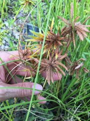 Cyperus oxylepis