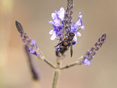 Leptochilus cruentatus