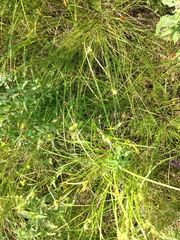 Carex bebbii