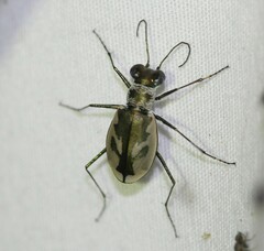 Eunota pamphila