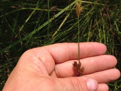 Carex bebbii