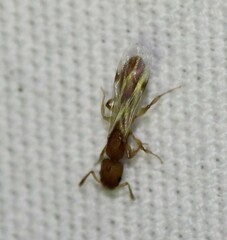 Nesomyrmex wilda