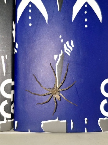 Pantropical Huntsman Spider