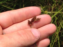 Carex bebbii
