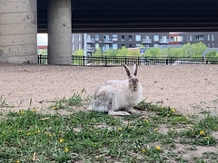Lepus townsendii
