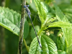 Lestes forcipatus