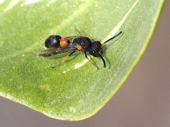 Leptochilus cruentatus