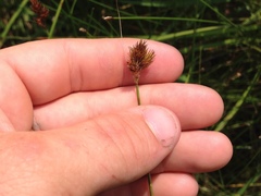 Carex bebbii
