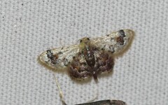 Idaea asceta