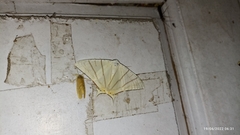 Ourapteryx marginata