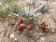 Astragalus chamaeleuce