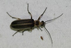 Pseudozonitis labialis