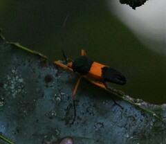 Paryphes
