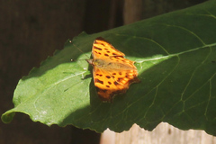 Polygonia c-album