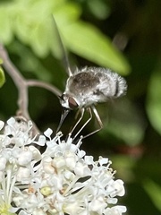 Bombylius incanus