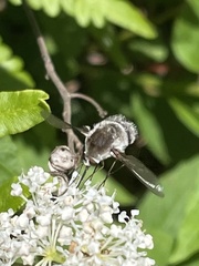 Bombylius incanus